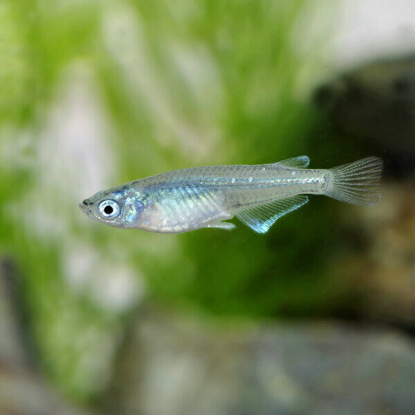 (めだか)マリンブルーメダカ　（約2cm）（5匹）【水槽/熱帯魚/観賞魚/飼育】【生体】【通販/販売】【アクアリウム/あくありうむ】【小型】のサムネイル