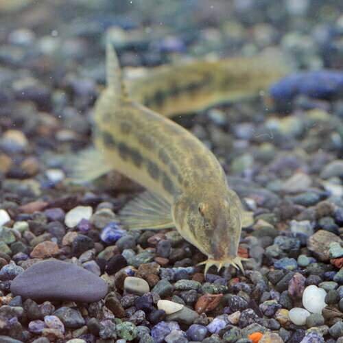 (日淡)シマドジョウ　（約5-8cm）（1匹）【水槽/熱帯魚/観賞魚/飼育】【生体】【通販/販売】【アクアリウム/あくありうむ】【小型】