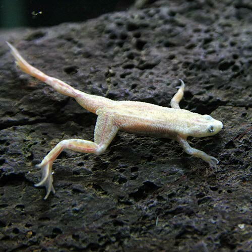 (ξ����)������ǥ�ҥ�ĥᥬ���롡����2cm�ˡ�5ɤ�ˡڿ���/Ǯ�ӵ�/�Ѿ޵�/����ۡ����Ρۡ�����/����ۡڥ������ꥦ��/�������ꤦ��ۡھ�����