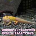 (両生類)アルビノ クランウェルツノガエル おたまじゃくし(約4cm)(1匹)【水槽/熱帯魚/観賞魚/飼育】【生体】【通販/販売】【アクアリウム/あくありうむ】...