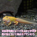 (両生類)アルビノ　クランウェルツノガエル　おたまじゃくし（約4cm）（1匹）【水槽/熱帯魚/観賞魚 ...