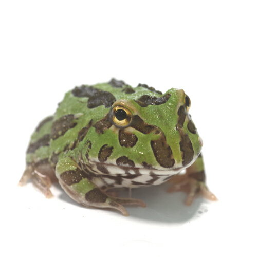 (両生類)クランウェルツノガエル　グリーン(約4cm）（1匹）【水槽/熱帯魚/観賞魚/飼育】【生体】【通販/販売】【アクアリウム/あくありうむ】