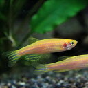 (熱帯魚 生体)ゴールデンゼブラダニオ　（約4cm）（5匹）【水槽/熱帯魚/観賞魚/飼育】【生体】【 ...