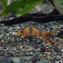 熱帯魚 ドジョウ クラウン ローチ 販売ショップ 価格が安い順 熱帯魚 ドジョウ クラウン ローチ 販売ショップ 価格が安い順