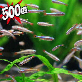 (熱帯魚 生体)アカヒレ（Sサイズ　約1cm)（500匹）【水槽/熱帯魚/観賞魚/飼育】【生体】【通販/販売】【アクアリウム/あくありうむ】【小型】