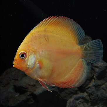 (熱帯魚 生体)ピジョン ブラッド ディスカス　タイ産（約6cm）（1匹）【水槽/熱帯魚/観賞魚/飼育】【生体】【通販/販売】【アクアリウム/あくありうむ】