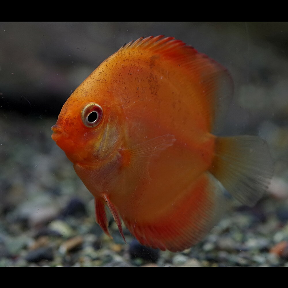 (熱帯魚 生体)ピジョン ブラッド ディスカス　タイ産（約6cm）（1匹）【水槽/熱帯魚/観賞魚/飼育】【生体】【通販/販売】【アクアリウム/あくありうむ】