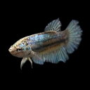 (ネオスセール)(熱帯魚 ベタ)ベタ ハーフムーン 色おまかせ メス ♀ (約3cm)(1匹)