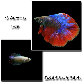 (熱帯魚 生体)ベタ　ダブルテール　（1ペア）【水槽/熱帯魚/観賞魚/飼育】【生体】【通販/販売】【アクアリウム/あくありうむ】【小型】