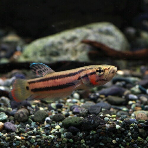(熱帯魚 生体)ワイルドベタ　マクロストマ マルディ産（約6-8cm）（1ペア）【水槽/熱帯魚/観賞魚/飼育】【生体】【通販/販売】【アクアリウム/あくありうむ】【小型】