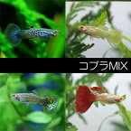 (熱帯魚 生体)コブラ系ミックスグッピー【外国産】　（10ペア）【水槽/熱帯魚/観賞魚/飼育】【生体】【通販/販売】【アクアリウム/あくありうむ】【小型】