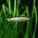 【 学名 】 Aplocheilus lineatus var . 【 最大 全長 】 約 7 cm 【 適正 水温 】 22 ～ 26 ℃ 【 水質 】 中性 ～ 弱 アルカリ 性 【 分布 】 改良 品種 【 混 泳 】 同 サイズ 以...