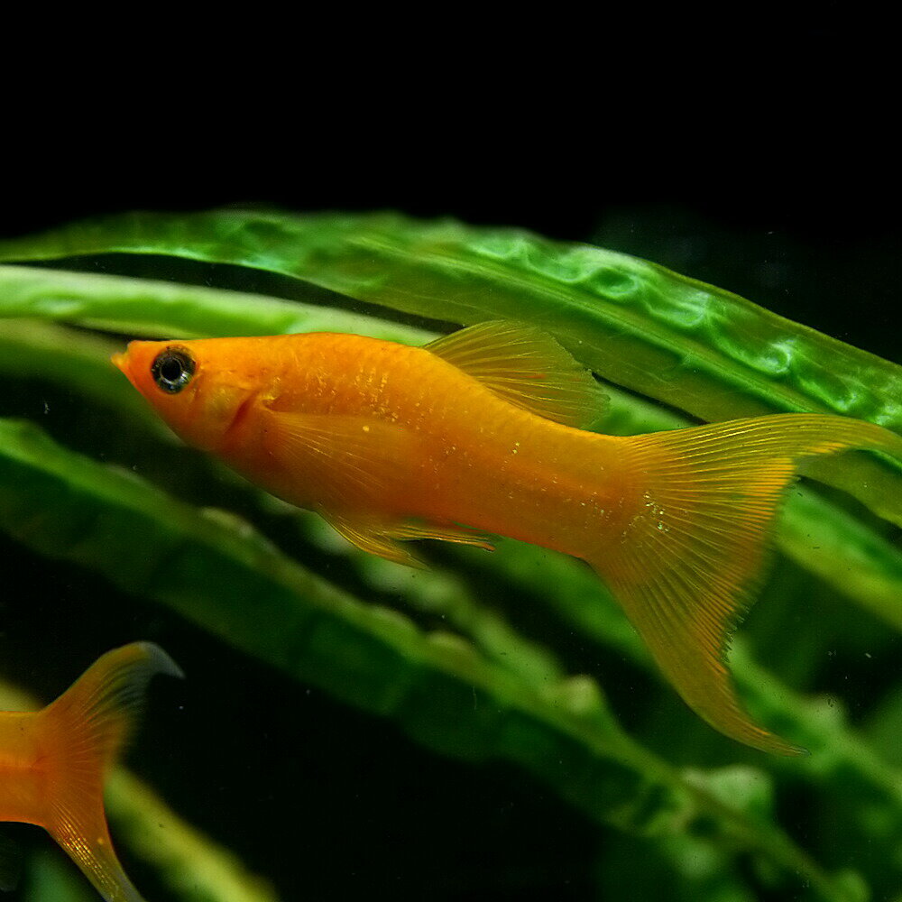 (熱帯魚 生体)オレンジライヤーモーリー （約4cm）(12匹)