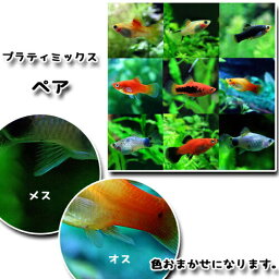 (熱帯魚 生体)ミックスプラティ　（約2-3cm）（2ペア）【水槽/熱帯魚/観賞魚/飼育】【生体】【通販/販売】【アクアリウム/あくありうむ】【小型】