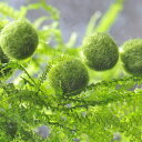 (水草)国産 ミニ マリモ (約1cm)(3個)【水槽/熱帯魚/観賞魚/飼育】【生体】【通販/販売】【アクアリウム/あくありうむ】【小型】