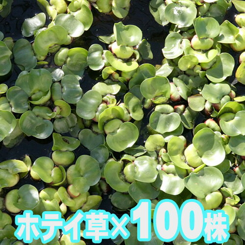 ()ۥƥ100ˡڿ/Ǯӵ/Ѿ޵/ۡΡۡ/ۡڥꥦ/ꤦۡھ