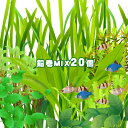 (水草)おまかせ水草　前景～後景　鉛巻きMIX（ミックス）　（10種以上　20個）　前景～後景までバランス良く揃ったオススメ商品【水槽/熱帯魚/観賞魚/飼育】【生体】【通販/販売】【アクアリウム/あくありうむ】【小型】