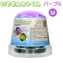 カミハタ いそぎんちゃくん M パープル【水槽/熱帯魚/観賞魚/飼育】【生体】【通販/販売】【アクアリウム/あくありうむ】【小型】