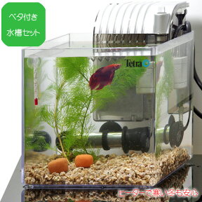 【水槽set】ベタ飼育セット　ベーシック 水槽タイプ【水槽セット】【飼育セット】　【水槽/熱帯魚/観賞魚/飼育/セット水槽/オブジェ】【生体】【通販/販売】【アクアリウム/あくありうむ】【小型】