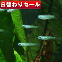 (熱帯魚 生体)( 日替わり限定)アフリ