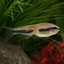 (熱帯魚)1点物 コルセットインパイクティスケリーsp (約2cm)