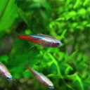 (熱帯魚 生体)ニューレッドゴールデンネオンテトラ （約2cm）（5匹）【水槽/熱帯魚/観賞魚/飼育】【生体】【通販/販売】【アクアリウム/あくありうむ】【小型】