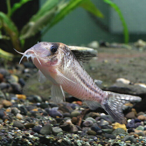 コリドラス　ロブスタス 【学名】 Corydoras　robustus 【最大全長】 約10cm 【適正水温】 22～26℃ 【水質】 弱酸性～中性 【分布】 プルス川上流 【混泳】 温和で混泳も問題ありません 【当店の与えている餌】 冷凍 赤虫 【その他オススメな餌】 コリドラス用 タブレット 【推奨水槽サイズ】 60cm～ 【特徴】 プルス川上流域に生息する大型コリドラスの一種です。背ビレは非常に長く伸長します。飼育は容易ですが、やや臆病な面があるので隠れ家を用意するとよいでしょう。 【繁殖難易度】 【入荷頻度】 不定期 【関連キーワード】 ▼(熱帯魚)[fish]