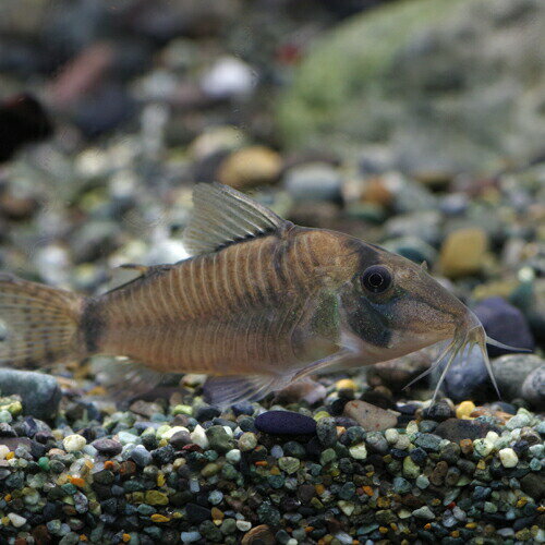 (熱帯魚 生体)コリドラス　シムラータス　（約-cm）（1匹）【水槽/熱帯魚/観賞魚/飼育】【生体】【通販/販売】【アクアリウム/あくありうむ】【小型】のサムネイル