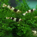 (エビ)黒ビーシュリンプ (約1cm)(1匹)ビーシュリンプ 白黒バンド 【水槽/熱帯魚/観賞魚/飼育】【生体】【通販/販売】【アクアリウム/あくありうむ】【小型】