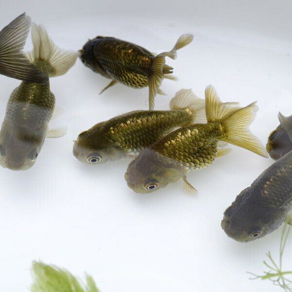 Goldfishes - (金魚 生体)黒らんちゅう【国産】（5-7cm前後）（1匹）　【水槽/熱帯魚/観賞魚/飼育】【生体】【通販/販売】【アクアリウム/あくありうむ】