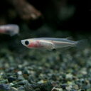 （めだか）スケルトンパンダメダカ　（約2cm）（1匹）【水槽/熱帯魚/観賞魚/飼育】【生体】【通販/ ...