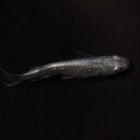 (めだか)スーパー光ミユキメダカ (10匹)【水槽/熱帯魚/観賞魚/飼育】【生体】【通販/販売】【アクアリウム/あくありうむ】【小型】