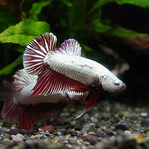 (熱帯魚生体)ベタレッド・ドラゴン(1ペア) 水槽/熱帯魚/観賞魚/飼育 生体 通販/販売 アクアリウム/あくありうむ