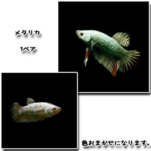 (熱帯魚 生体)ベタ　メタリカ　（1ペア）【水槽/熱帯魚/観賞魚/飼育】【生体】【通販/販売】【アクアリウム/あくありうむ】【小型】