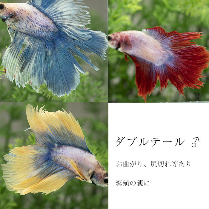 (熱帯魚 生体)ヒレ難有　ダブルテール　オス　（1匹）【水槽/熱帯魚/観賞魚/飼育】【生体】【通販/販売】【アクアリウム/あくありうむ】【小型】