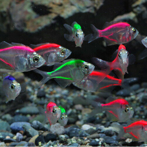 (熱帯魚)カラーラージグラス　ミックスカラー（約3-4cm）（3匹）【水槽/熱帯魚/観賞魚/飼育】【生体】【通販/販売】【アクアリウム/あくありうむ】