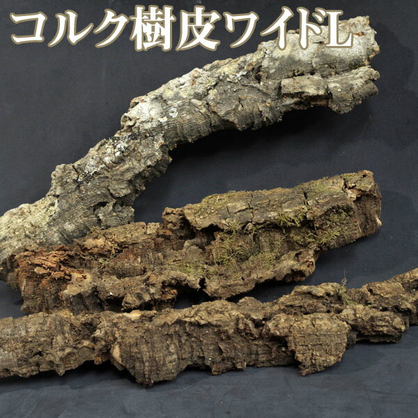 コルク特価中　コルク樹皮　ワイドL　　　おまかせ　(1本)【爬虫類・両生類】【新着】のサムネイル
