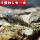 (熱帯魚 生体)( 日替わり限定)ミニブッシープレコ　（約3-5cm）（2匹）【水槽/熱帯魚/観賞魚 ...