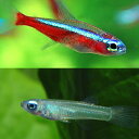 (熱帯魚 生体)カージナルテトラ【ブリード】（Mサイズ 約1.5-2cm）（15匹） ＋ アフリカンランプアイ（約2cm）（10匹）【水槽/熱帯魚/観賞魚/飼育】【生体】【通販/販売】【アクアリウム/あくありうむ】【小型】