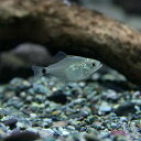 (熱帯魚 生体)ブラックピラニア【ナナイ産】　（約1.5cm）（1匹）【水槽/熱帯魚/観賞魚/飼育】 ...