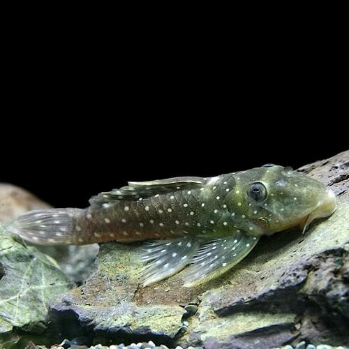 (熱帯魚 生体)ブルースポットグローボプレコ　（約6-7cm）（1匹）【水槽/熱帯魚/観賞魚/飼育】【生体】【通販/販売】【アクアリウム/あくありうむ】【小型】