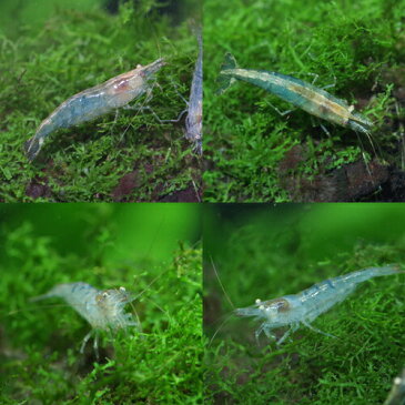 (エビ)ミナミヌマエビ　（約1cm）（200匹）【水槽/熱帯魚/観賞魚/飼育】【生体】【通販/販売】【アクアリウム/あくありうむ】