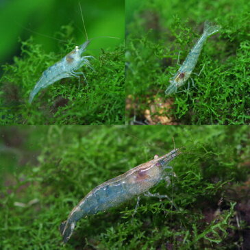 (エビ)ミナミヌマエビ　（約1cm）（300匹）【水槽/熱帯魚/観賞魚/飼育】【生体】【通販/販売】【アクアリウム/あくありうむ】