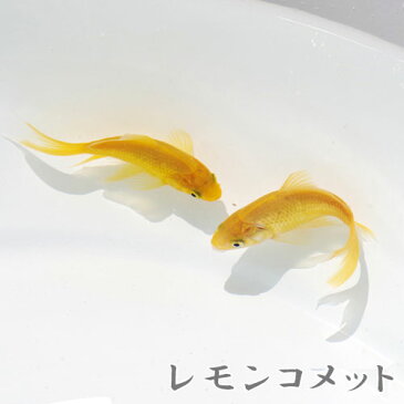 (金魚 生体)国産 レモンコメット(約5-6cm)(1匹)【水槽/熱帯魚/観賞魚/飼育】【生体】【通販/販売】【アクアリウム/あくありうむ】