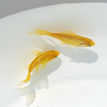(金魚 生体)国産 レモンコメット(約5-6cm)(1匹)【水槽/熱帯魚/観賞魚/飼育】【生体】【通販/販売】【アクアリウム/あくありうむ】