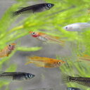 【数量限定】　最安値　カラフルな　ミックス　メダカ　（約2-3cm）＜30匹＞　【水槽/熱帯魚/観賞魚/飼育】【生体】【通販/販売】【アクアリウム/あくありうむ】