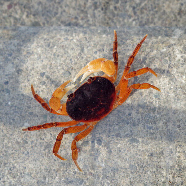 (カニ)サワガニ （甲長3cm）（1匹）【水槽/熱帯魚/観賞魚/飼育】【生体】【通販/販売】【アクアリウム/あくありうむ】【小型】のサムネイル