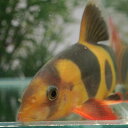 (熱帯魚 生体)クラウンローチ　（約6-7cm）（1匹）【水槽/熱帯魚/観賞魚/飼育】【生体】【通販 ...