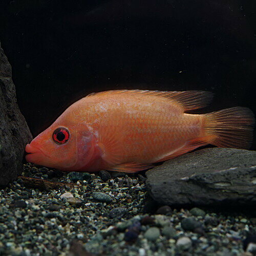 (熱帯魚 生体)フラミンゴシクリッド　（約10cm）（1匹）【水槽/熱帯魚/観賞魚/飼育】【生体】【 ...