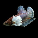 (熱帯魚 生体)ベタ ハーフムーン エレファントイヤー（メス） （約4.5cm）（1匹）色おまかせ【水槽/熱帯魚/観賞魚/飼育】【生体】【通販/販売】【アクアリウム/あくありうむ】【小型】